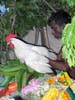 16 The 4th manifestation, a live cock, is put on the asura's body