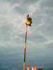 20 The cock, the Lord's banner-symbol, is fixed on Lord Murugan`s spear