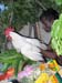 16 The 4th manifestation, a live cock, is put on the asura's body
